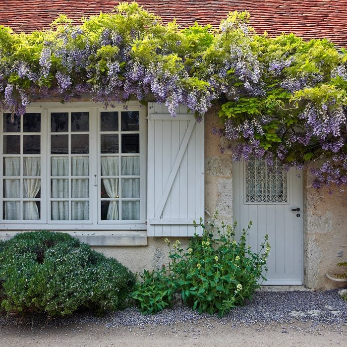 Clematis in full bloom surrounds the front of a house in saint-dyé-sur-loire, France. This small village is found on the edge of the Loire river.