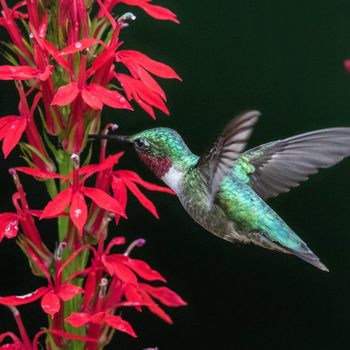 Cardinal flower and hummingbird