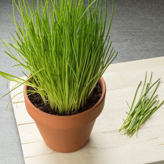 Terracotta pot with fresh cut chives on a cutting board
