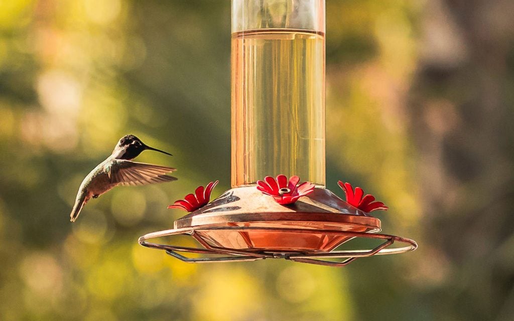Hummingbird hovering at feeder