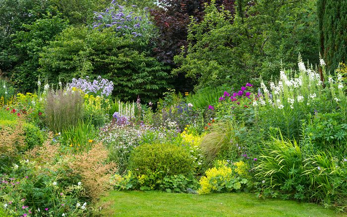 Mixed border in an English cottage garden. Abundant planting of shrubs, perennials and annuals.