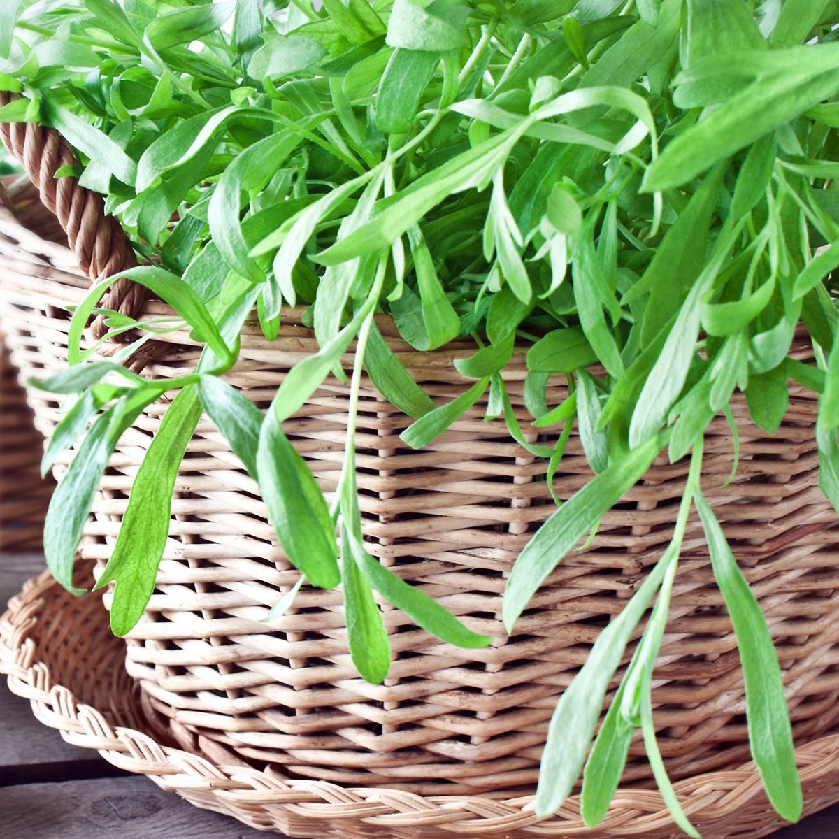 Tarragon fresh herbs and basket