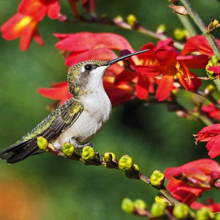Hummingbird perched on branch by red flowers
