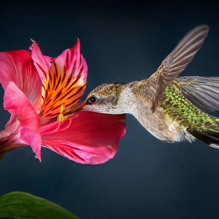 Hummingbird feeding from pink flower