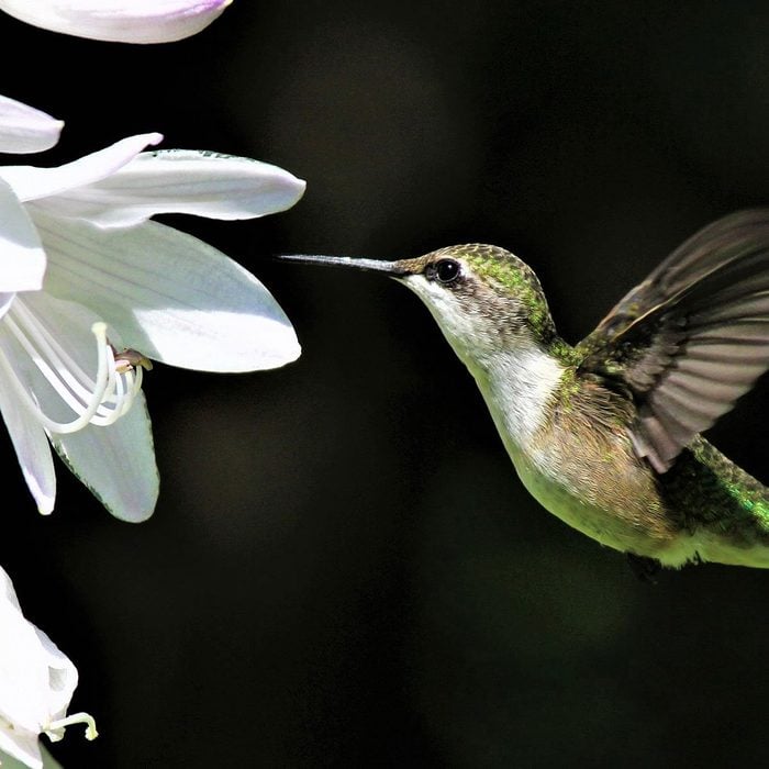 Hummingbird hovering by white floweers