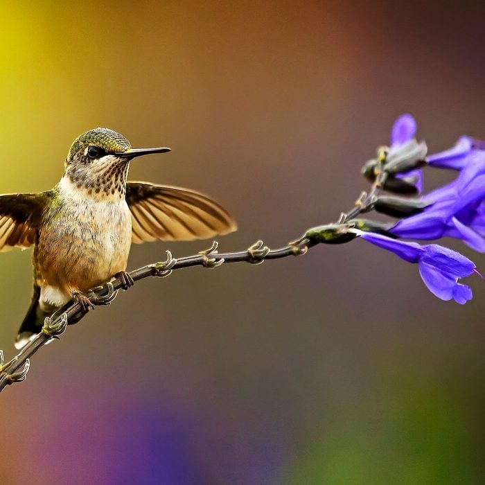 Hummingbird perched on flower stem