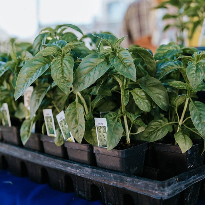 Jackson Hole Farmers Market