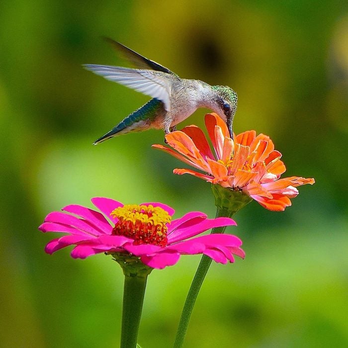 Hummingbird hovering by flower