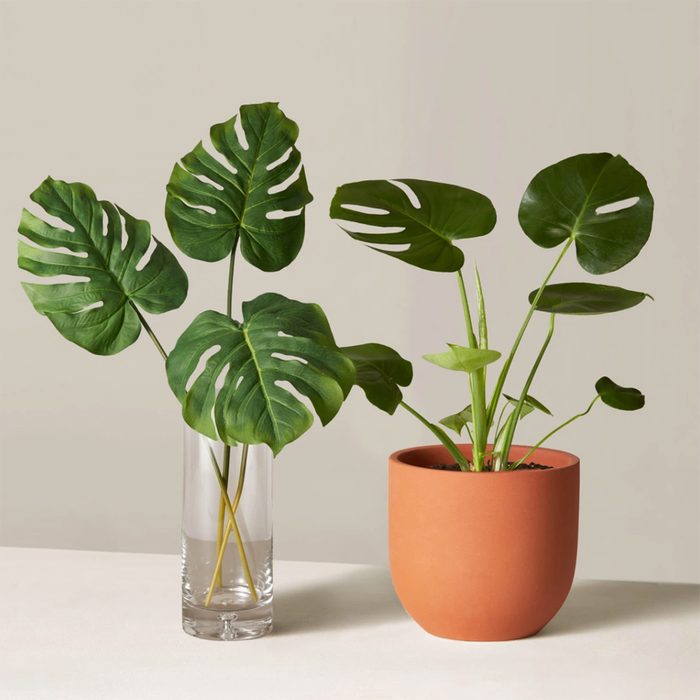 Monstera house plant from the Sill