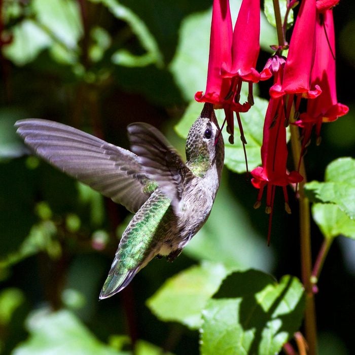 hummingbird nectar