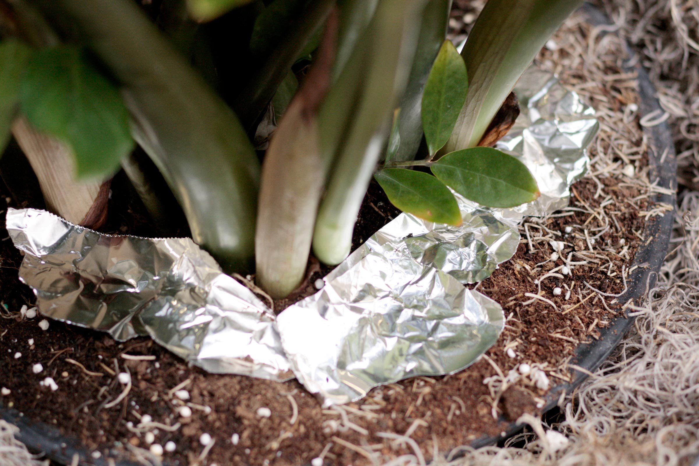 close up of the base of a plant with tin foil around it