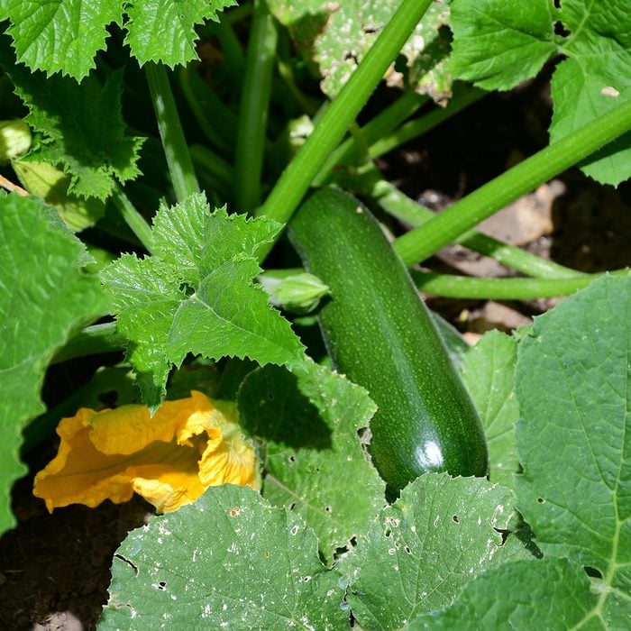Zucchini ready for harvesting in the garden