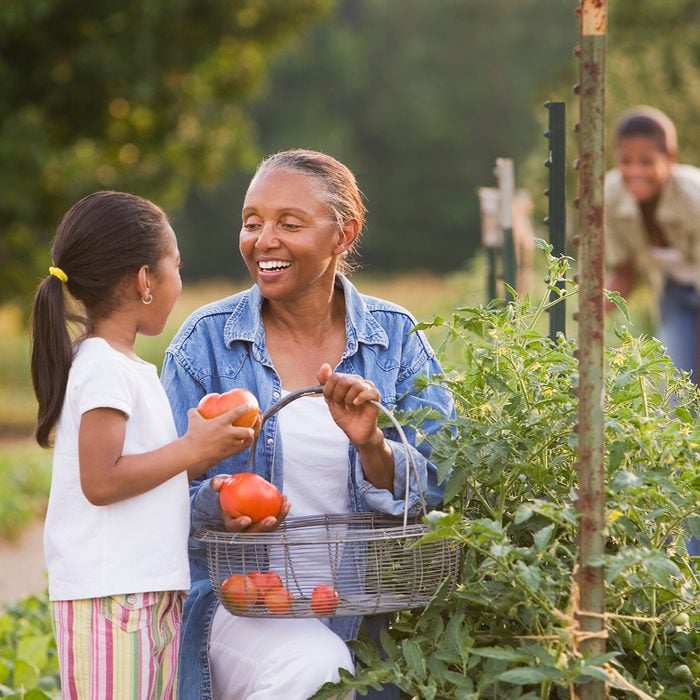 African American grandmother and granddaughter picking tomatoes
