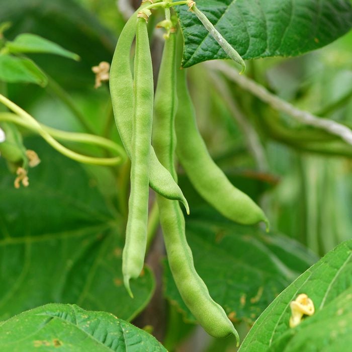 Climbing beans are growing.