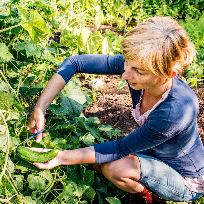 Mid Adult Woman Harvesting Homegrown Organic Cucumber.