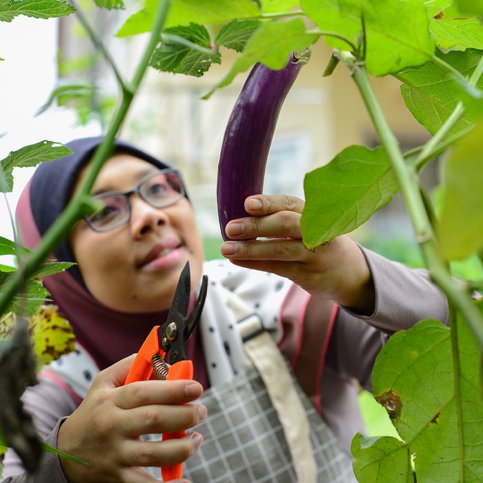 Portrait of a woman in hijab hand picking eggplant fresh produce in her homegrown urban garden