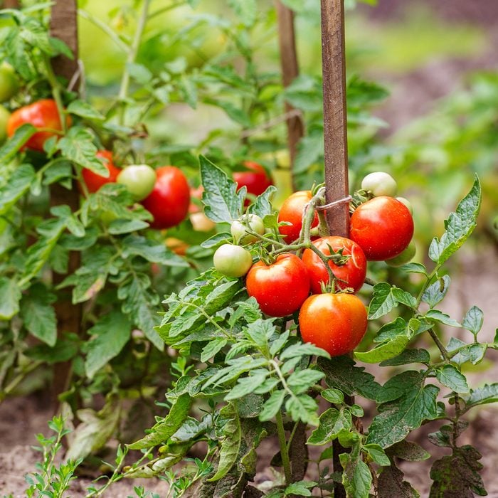 ripe tomato garden plants ready to harvest