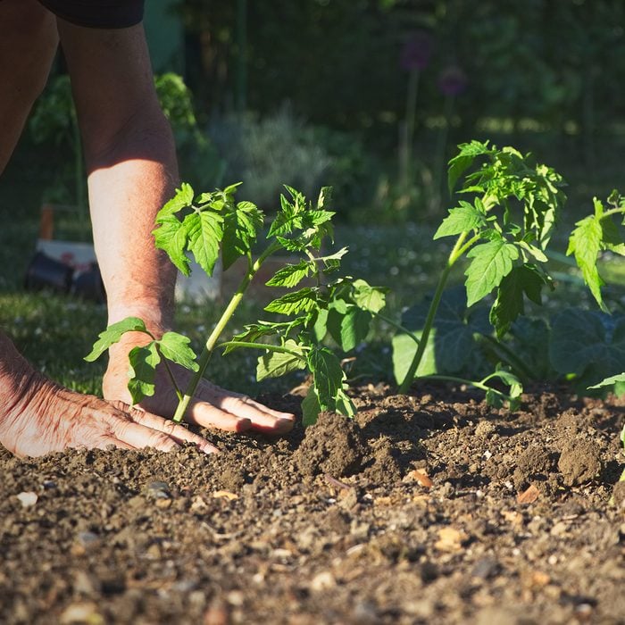 planting tomato plants