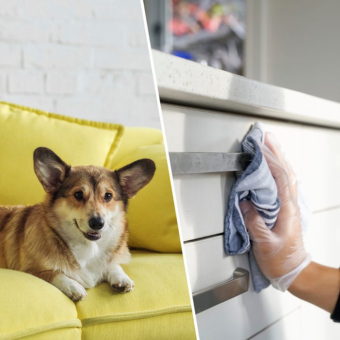 adorable corgi dog lying on yellow couch at home/a hand Wiping table surfaces