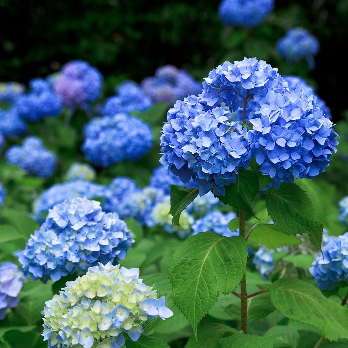 blue Hydrangea Flowers