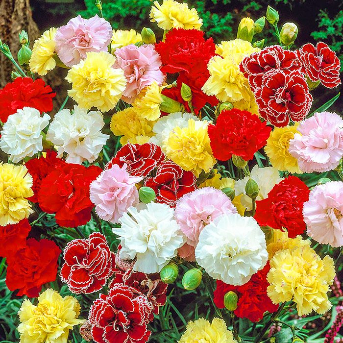 Fragrant Carnation Mixture