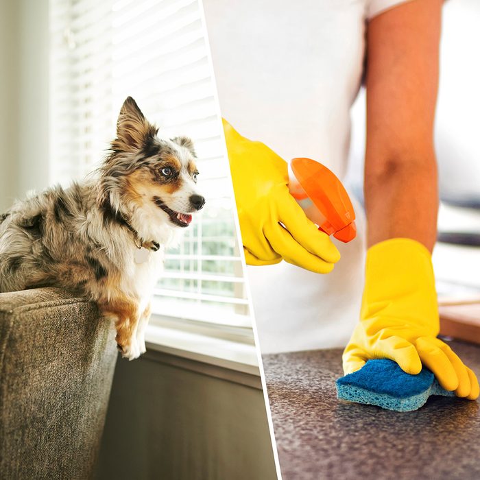 Shot of an adorable Australian shepherd dog sitting on the sofa at home/Woman Using Spray Polish To Clean Kitchen Surface. Woman cleaning kitchen