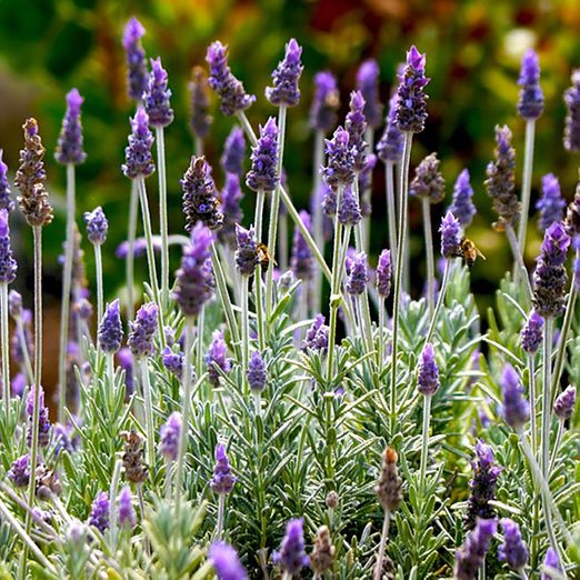Best Smelling Flowers That You Can Plant in Your Garden
