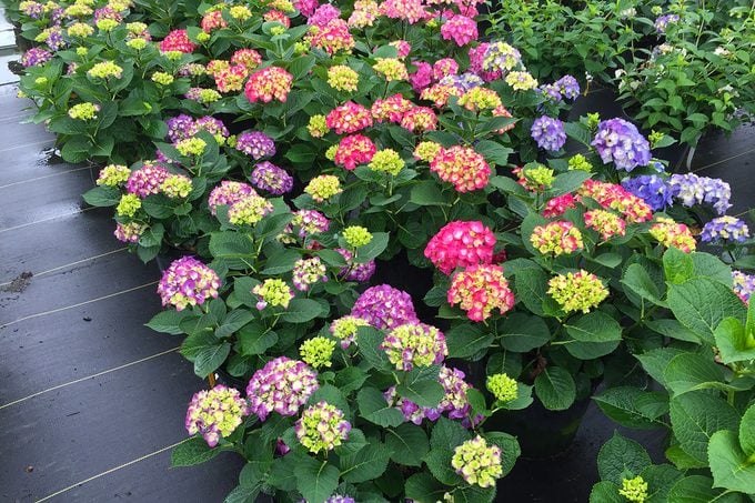 Wee Bit Giddy® Bigleaf Hydrangea multi