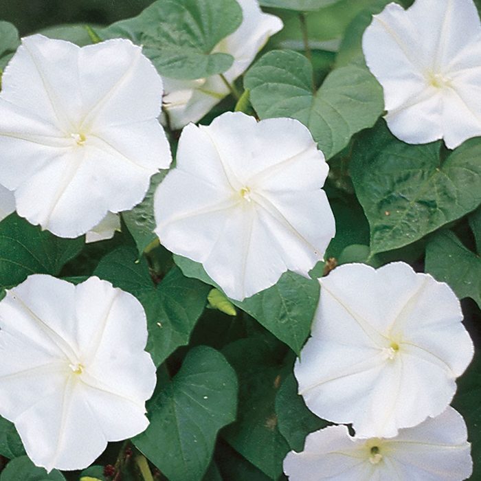 best smelling flowers Moonflower Giant White