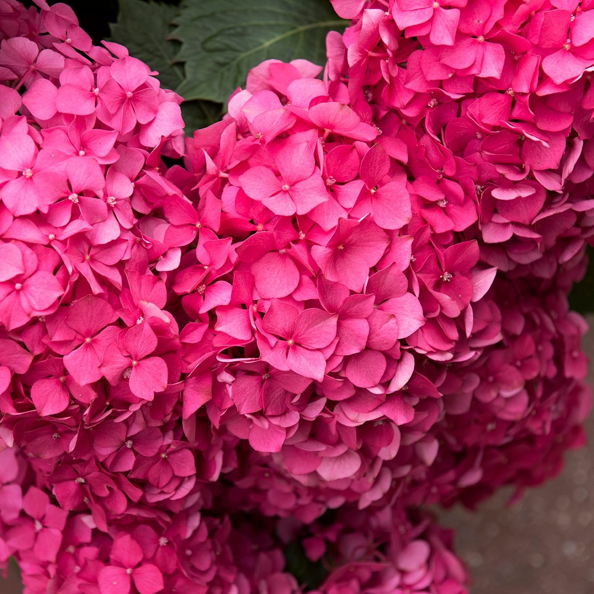 Close-up of pink colored hortensia flower at Cherbourg, Normandy region, Manche department, North-west France