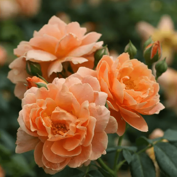 best smelling flowers Proven Winners Rose Bushes