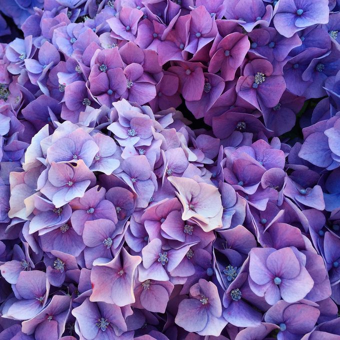 Purple hydrangea flowers