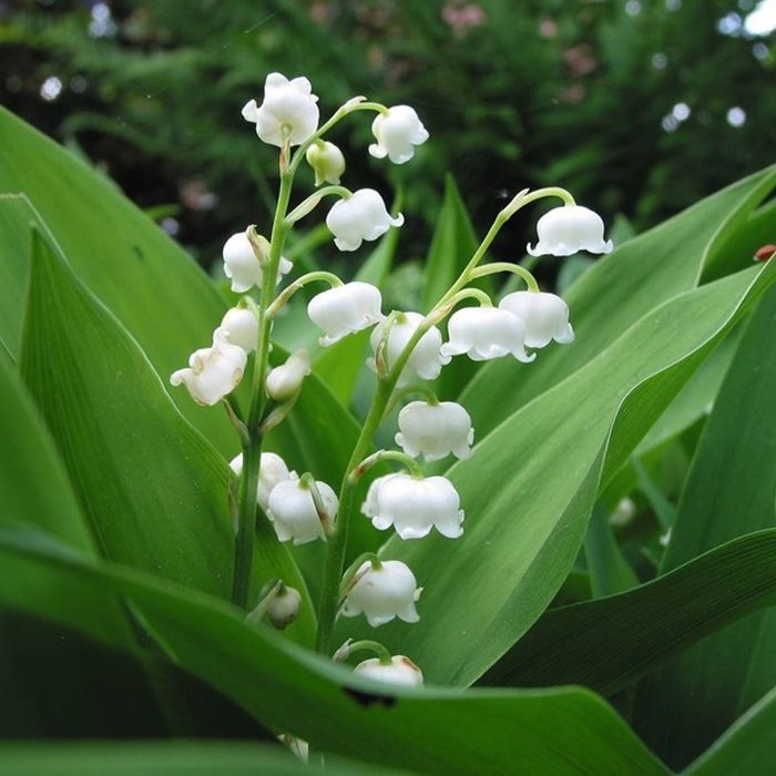 best smelling flowers Rooted Lily Of The Valley Pips 5 Plants