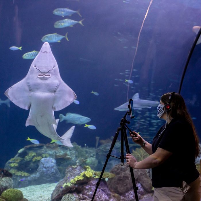 Shedd Aquarium filming videos for virtual tours