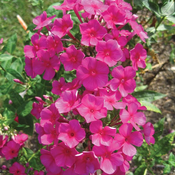 Phlox paniculata, Kirchenfuerst