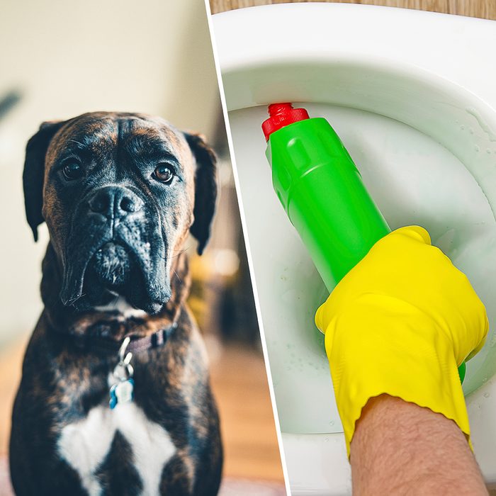 Portrait of a young boxer dog, sitting on the room floor./man cleaning wc. Housekeeper as a cleaning man at the toilet. Brush up Toilet for cleanliness and hygiene. cleaning toilet bowl. Cleaning service concept.