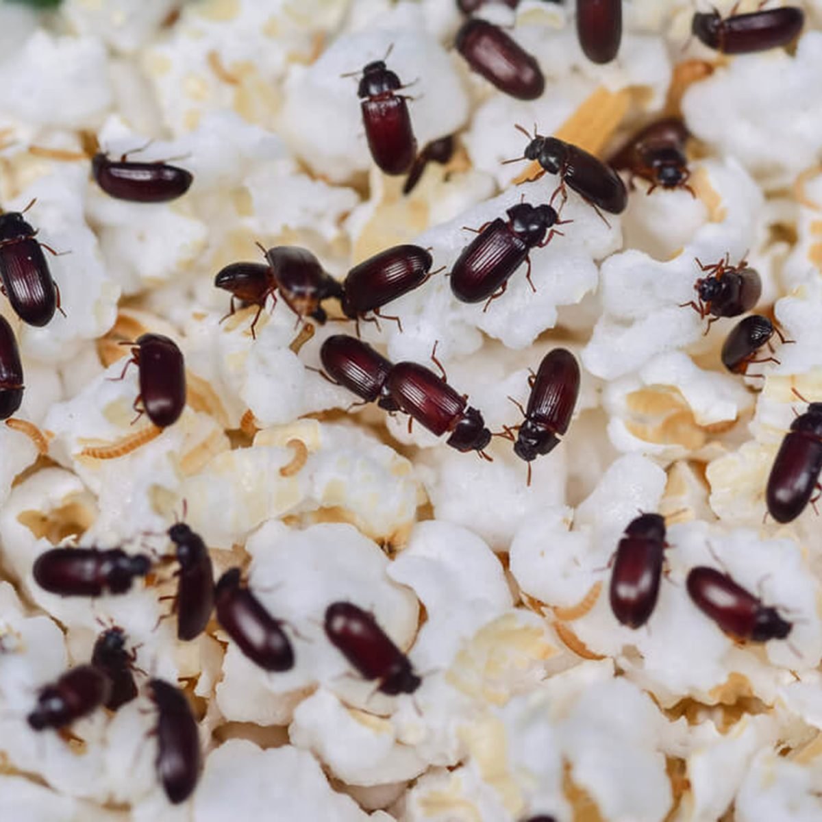 How To Get Rid Of The Most Common Pantry Pests