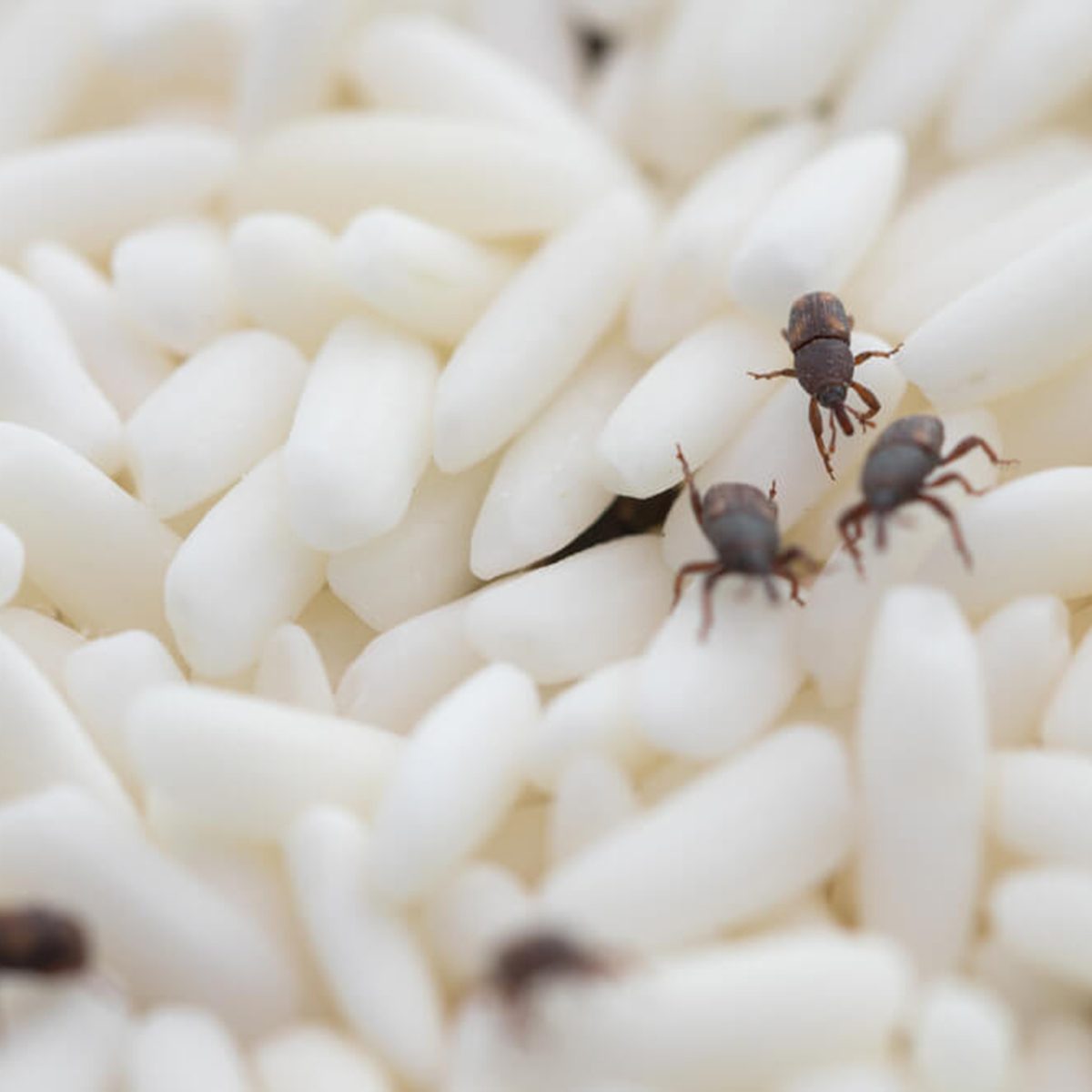 Are Pantry Pests inside your kitchen? - Dave's Pest Control