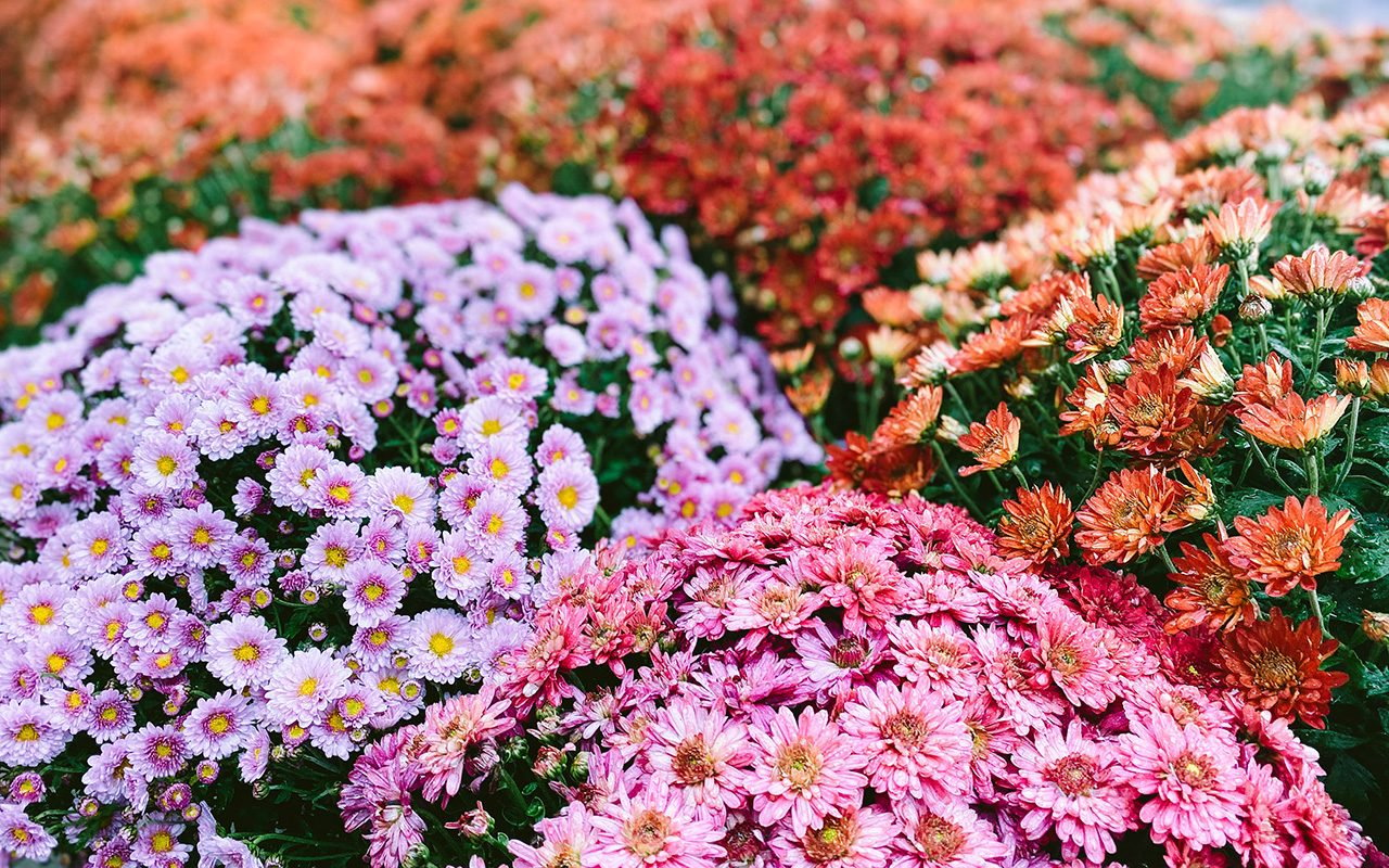 How to Care for Chrysanthemums: 6 Things You Need Know