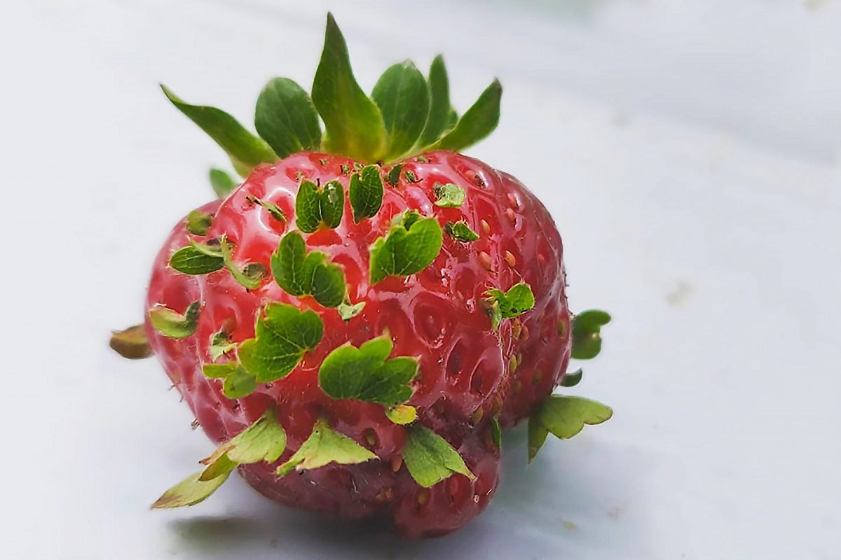 How To Tell If Strawberries Have Gone Bad