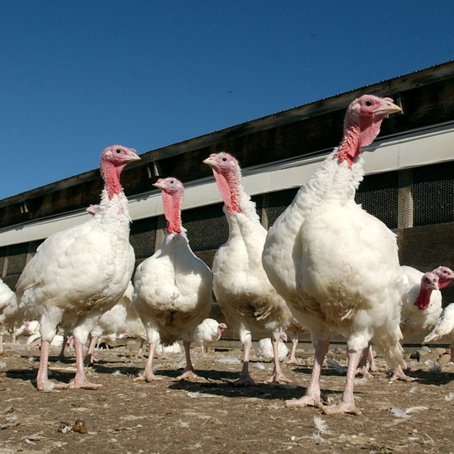 SONOMA, CA - NOVEMBER 25: Days before Thanksgiving, a group of turkeys walk around their pen at the Willie Bird Turkey farm November 25, 2002 in Sonoma, California. It is estimated that Americans feast on approximately 535 million pounds of turkey on Thanksgiving. (Photo by Justin Sullivan/Getty Images)