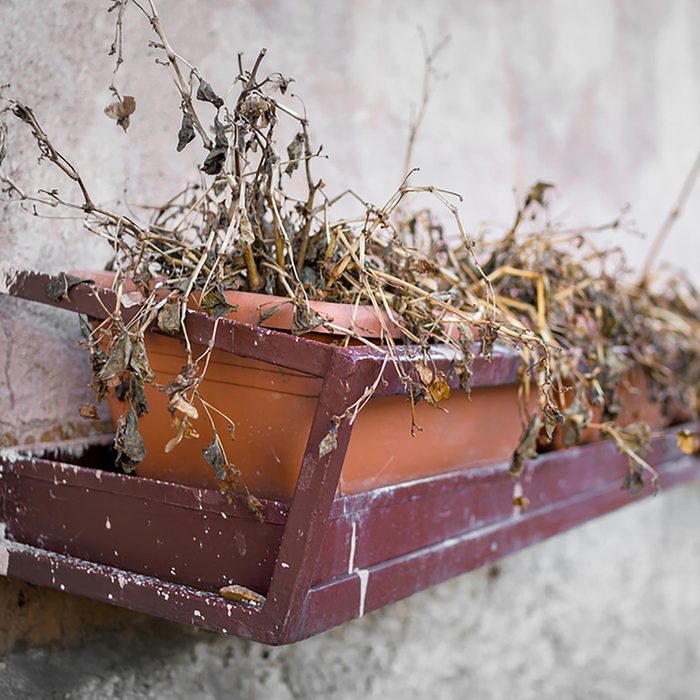 Dead plant on a window sill