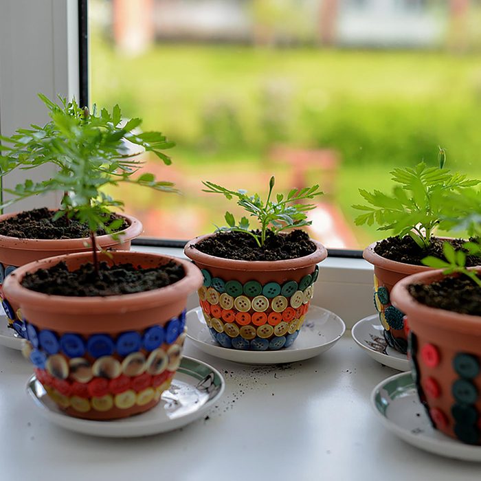 Multiple small potted plants in front of a window