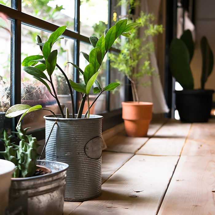 Several potted plants in front of a window