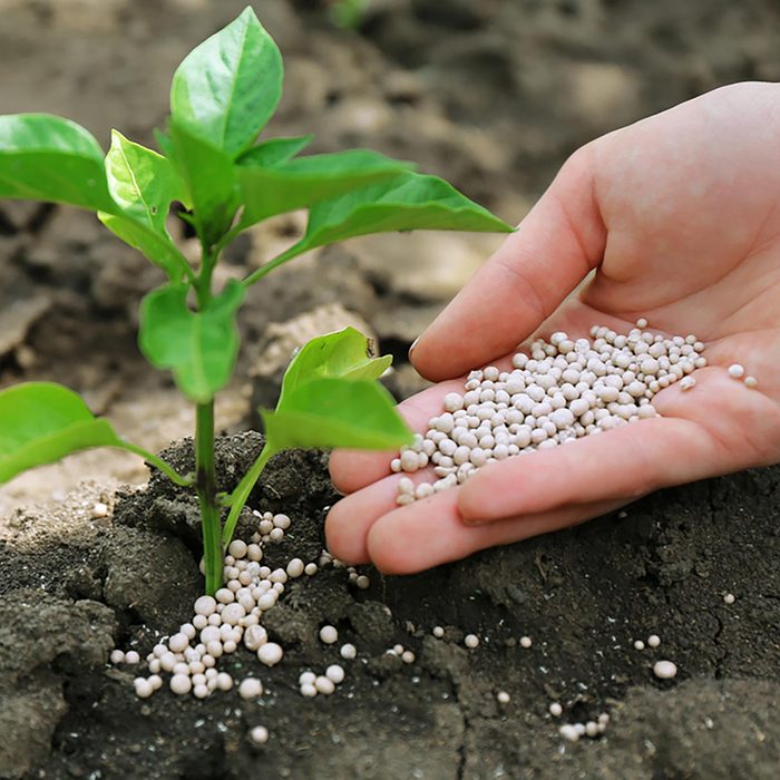 Laying fertilizer around a plant