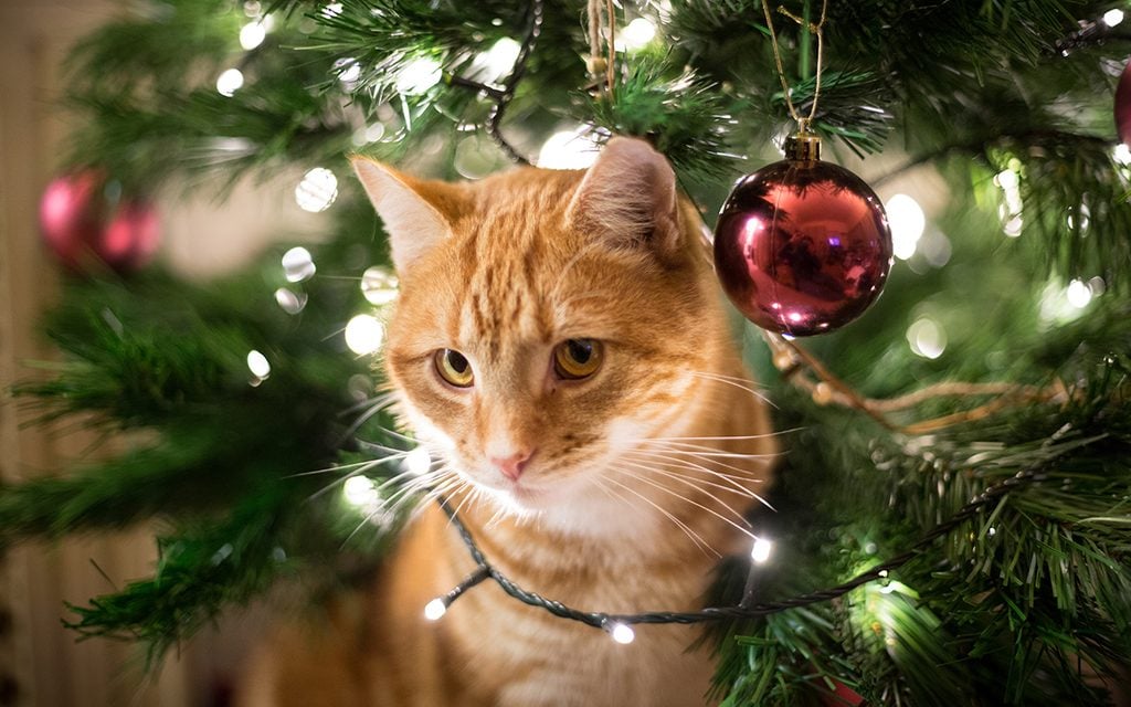 Close-Up Of Ginger Cat By Christmas Tree