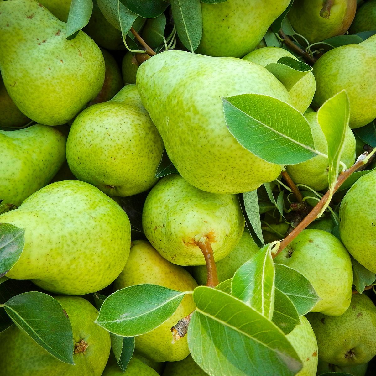 https://www.tasteofhome.com/wp-content/uploads/2020/10/green-pears-with-leaves-1084768780.jpg