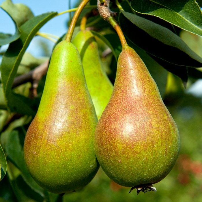 Pear (Pyrus), 'Concorde', ripening fruit hanging from tree