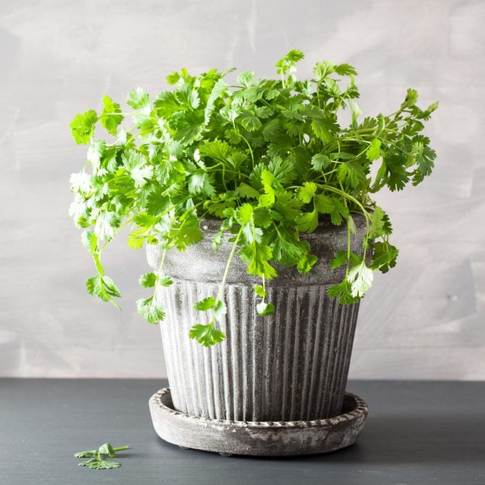 cilantro pot growing inside
