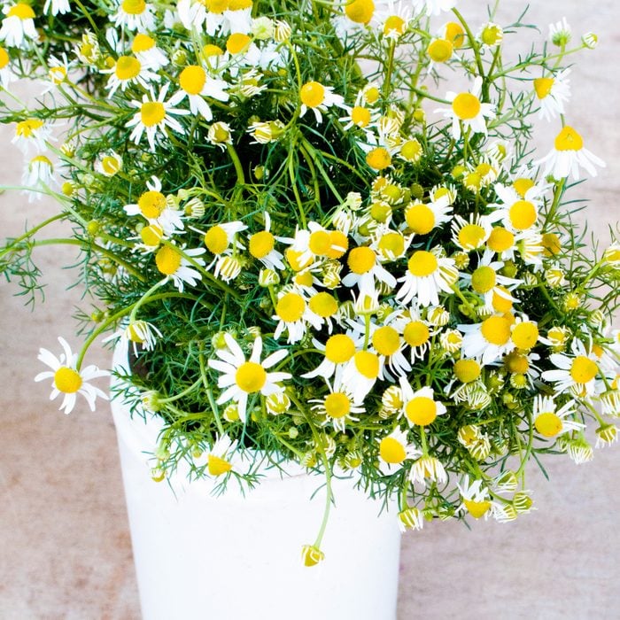 Chamomile in a white pot growing inside